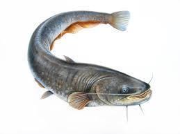 Catfish (Silure, Ngolo) 5 kg