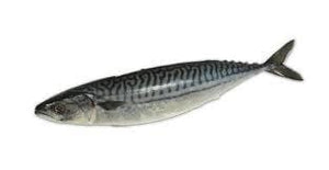 Mackerel (Maquereau) 20 kg (300-500g)
