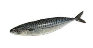 Mackerel (Maquereau) 20 kg (300-800g)