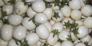 White Garden Eggs (Aubergines)