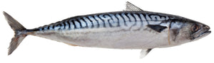 Mackerel (Maquereau) 10 kg (300-800g)